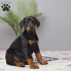 Skye, Doberman Pinscher Puppy